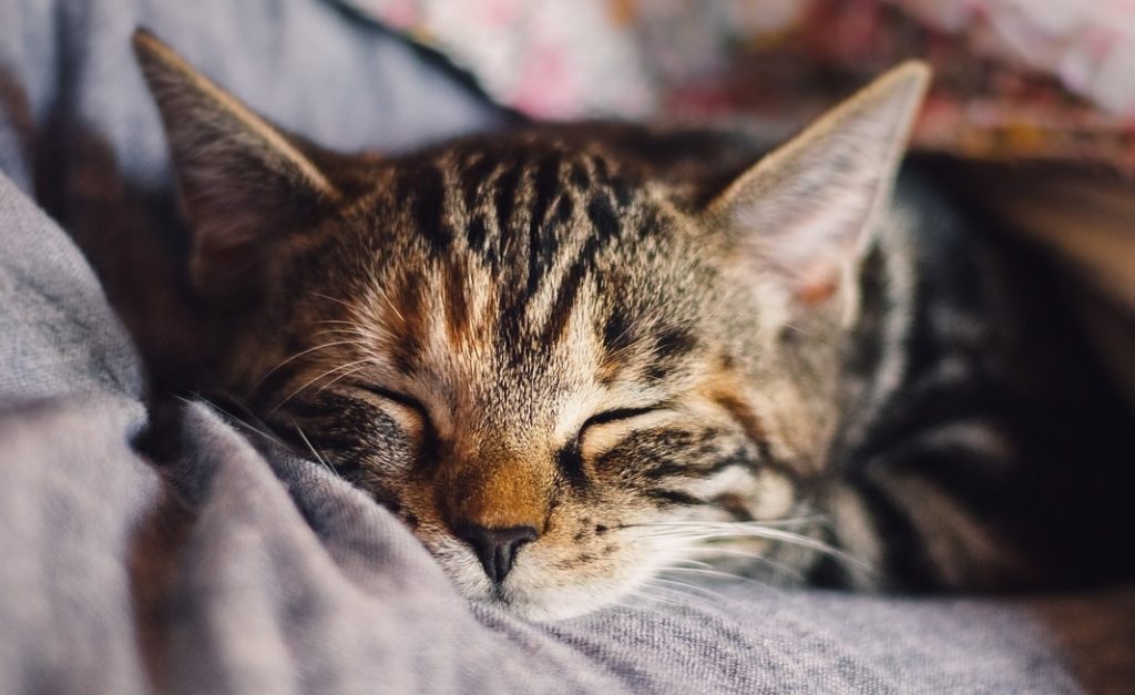 睡眠障害 私が昼夜逆転生活から抜け出した治し方とは